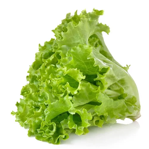 Lettuce Lettuce